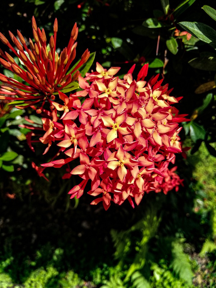 Flores