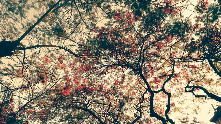 Spring