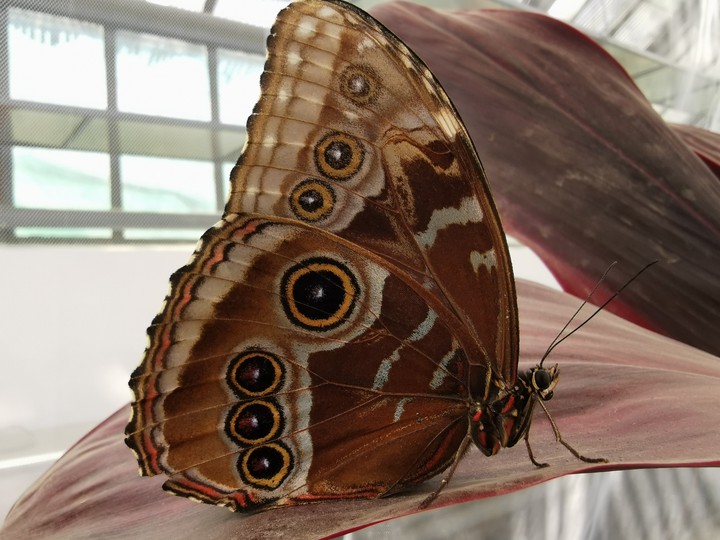 butterfly