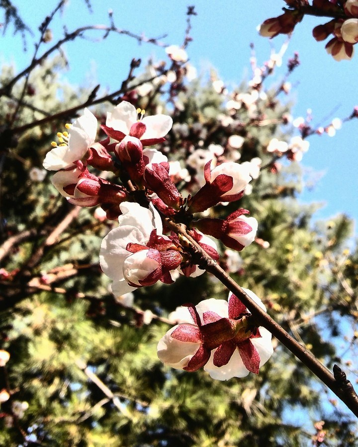 Spring~