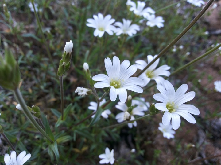 Starlet lanceolate