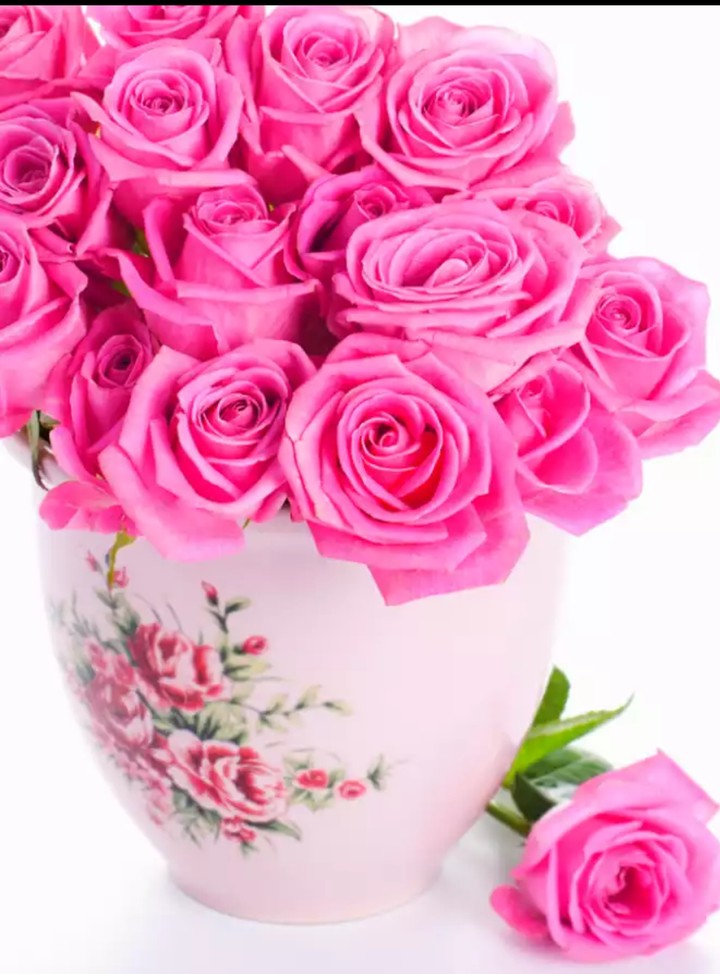 Pink Rose