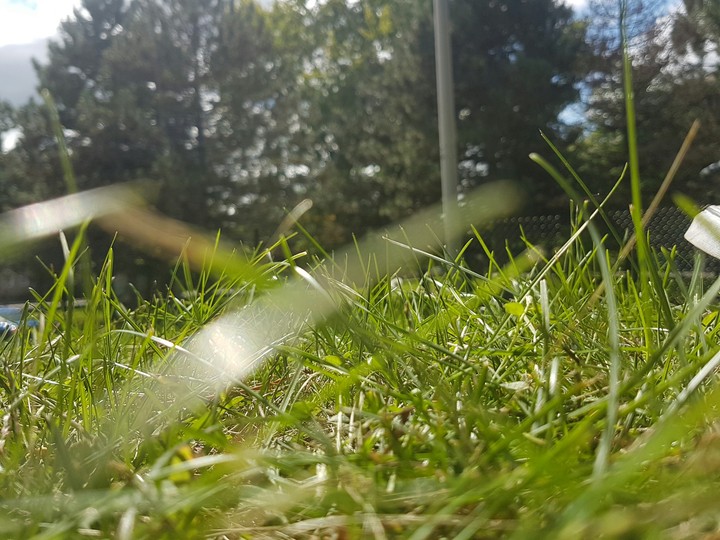 grass