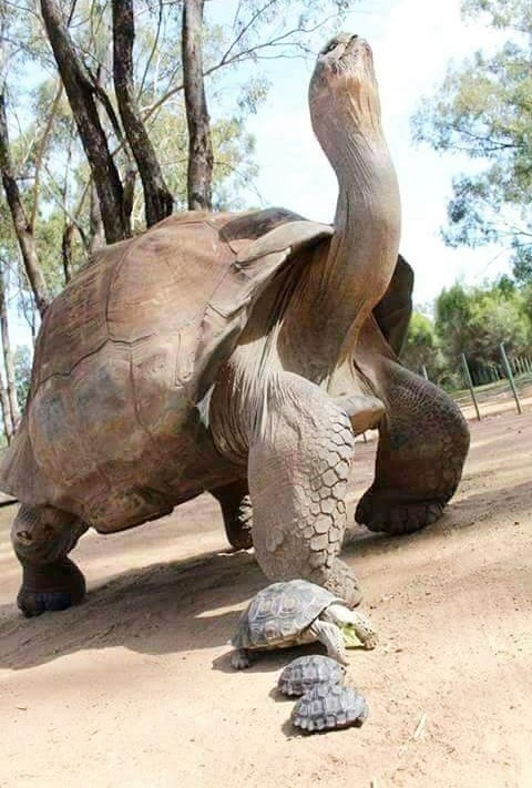 Turtle