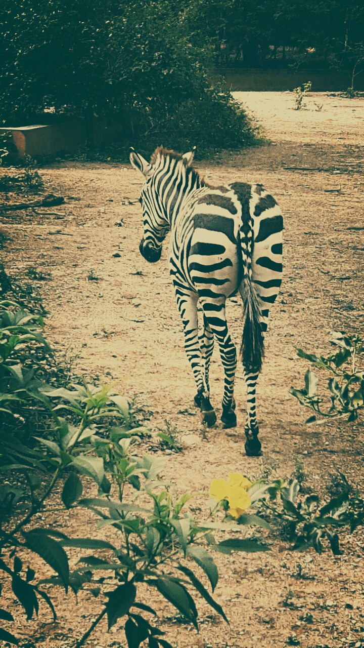 wildlife
