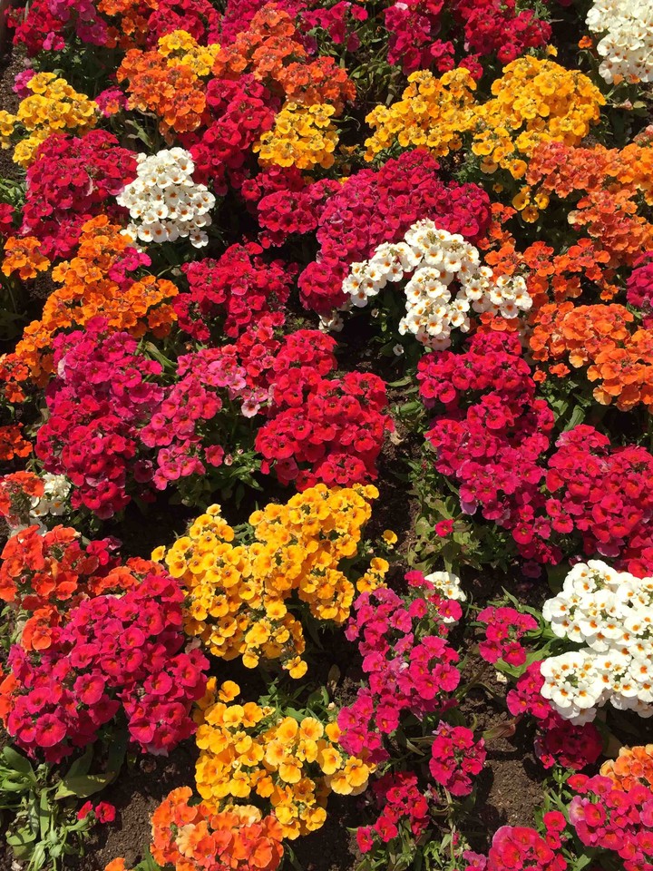Love for flowers