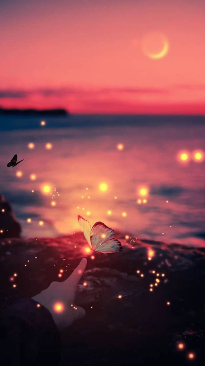butterfly