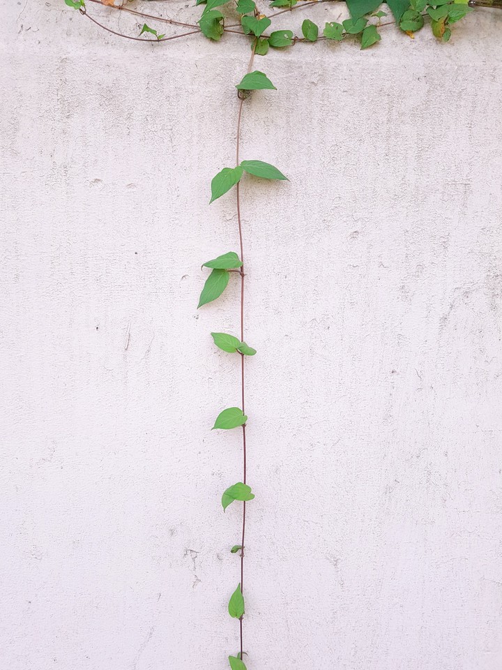 Stem