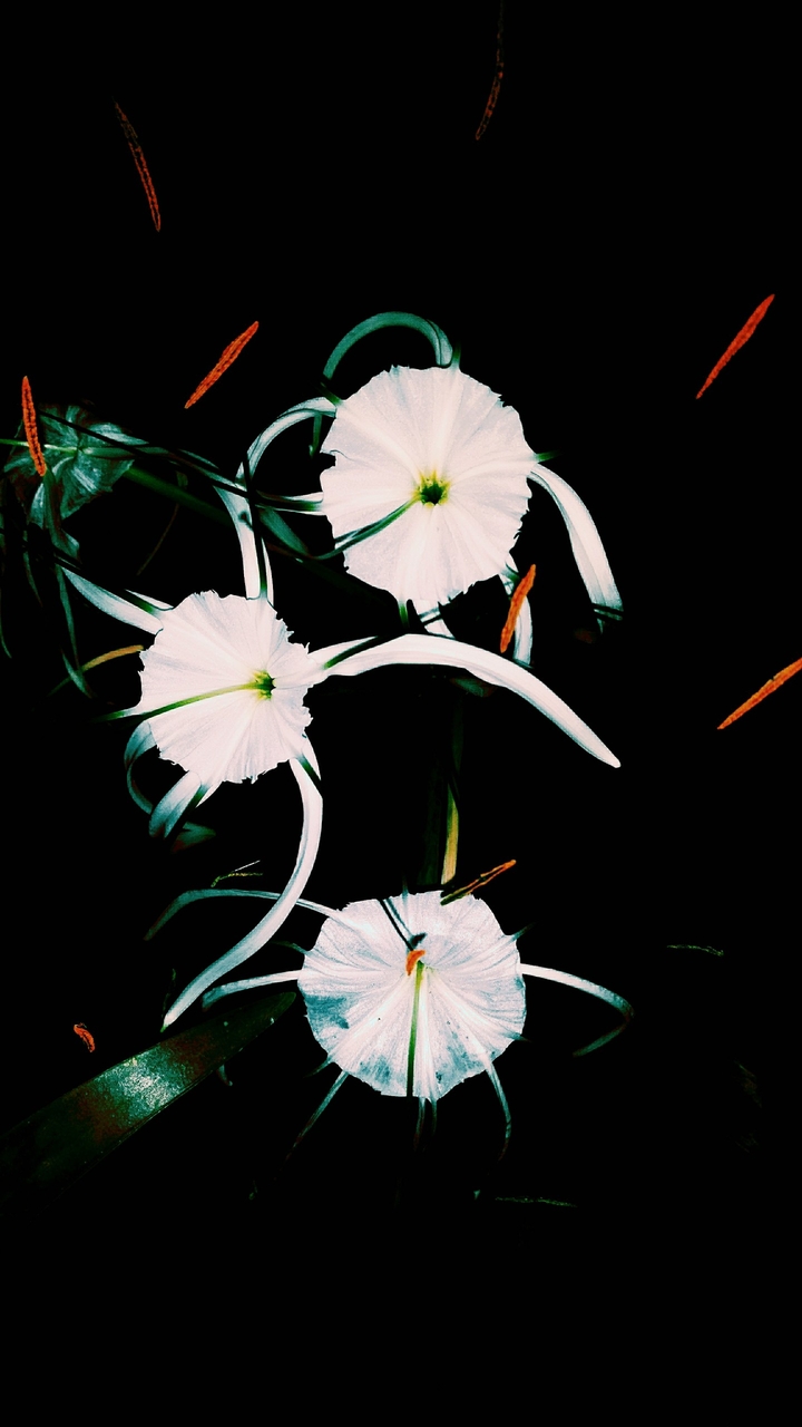 Night Queen