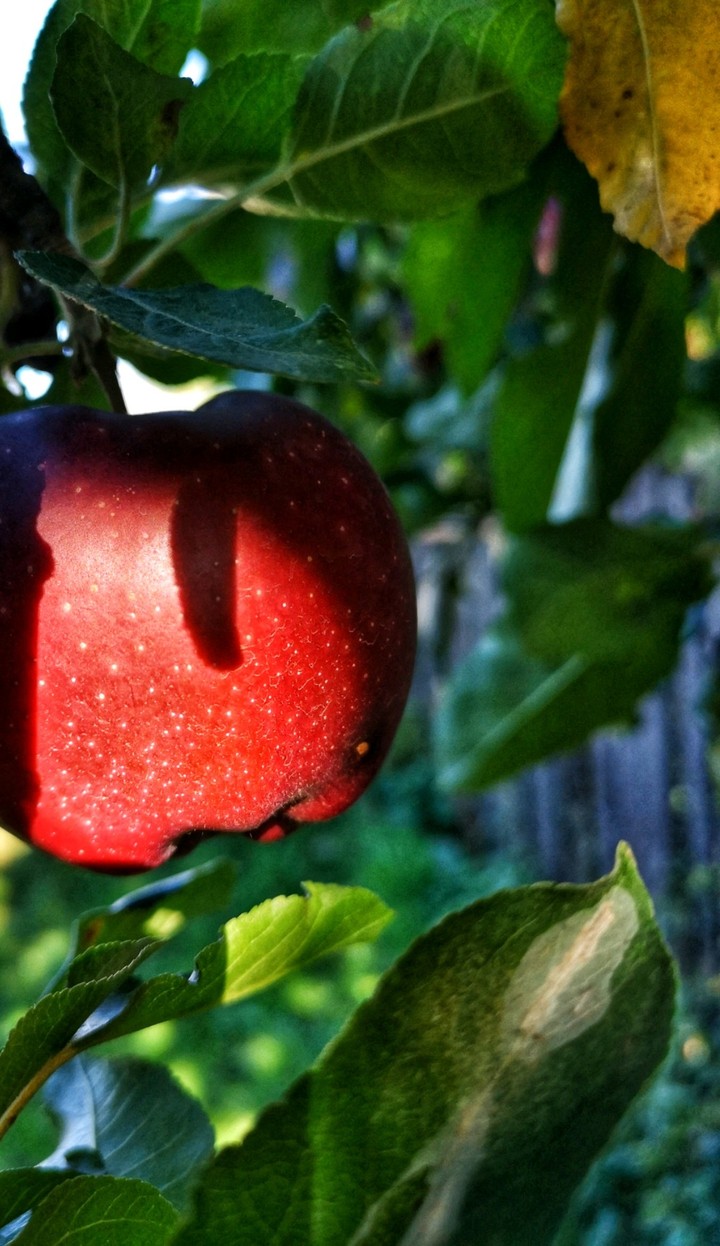 red apple