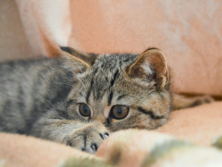 hunter