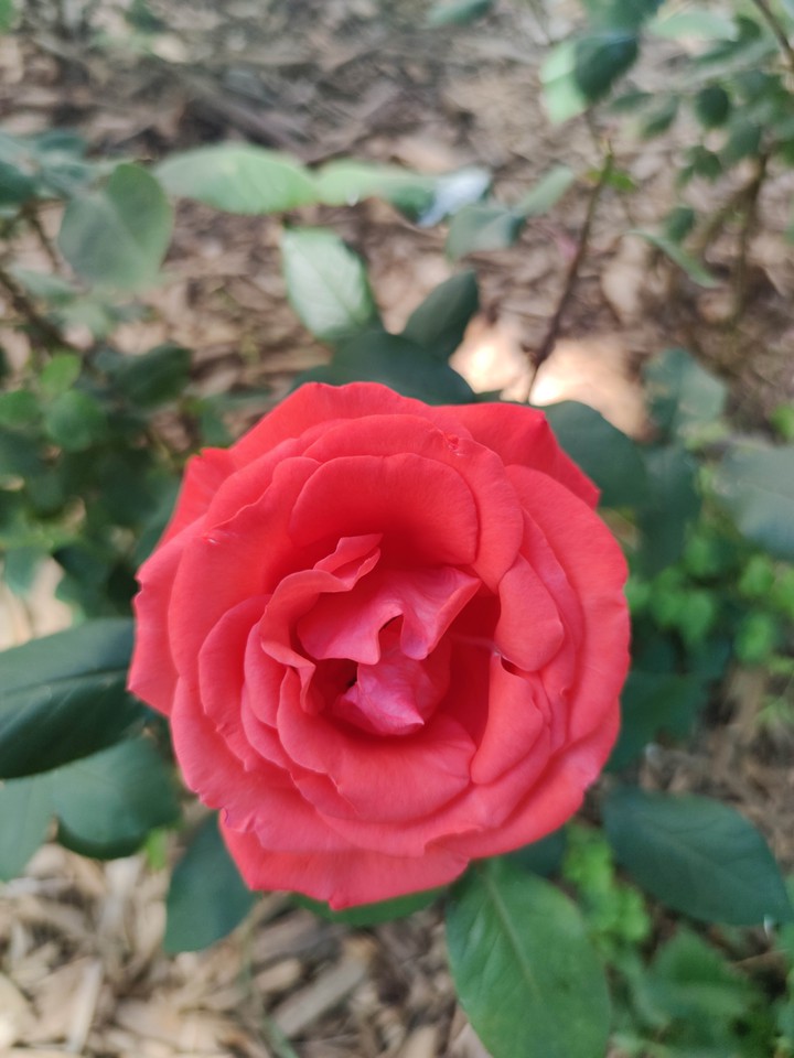 Rose.