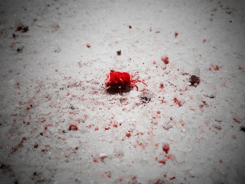 snow