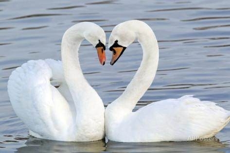 swan love