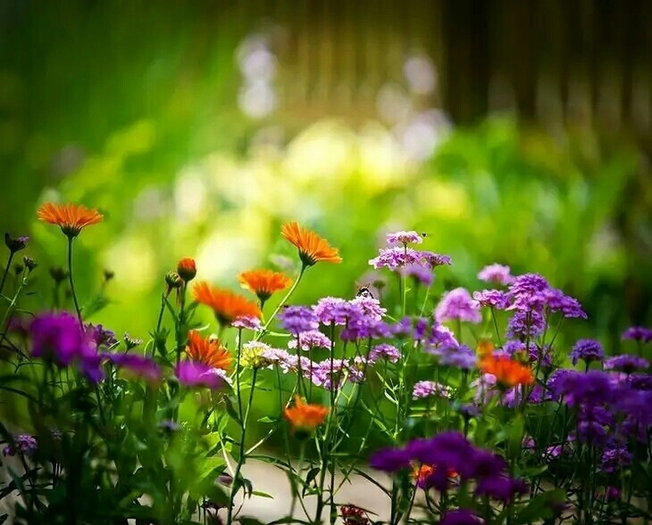 flowers