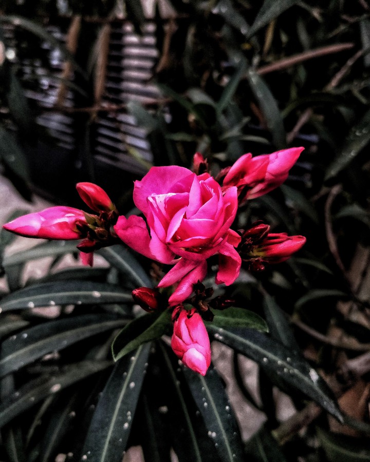 lost in pink
