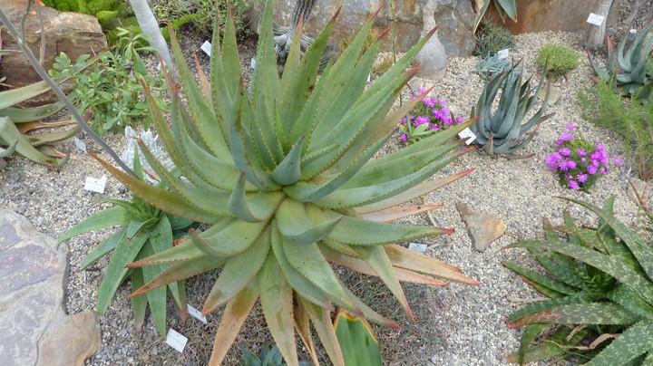 Kaktus