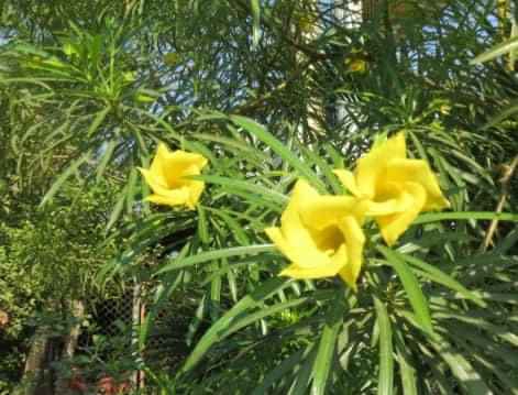 "Yellow oleander"