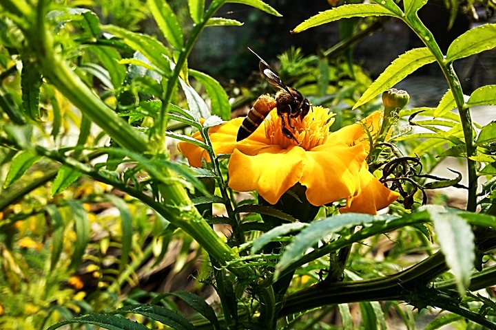 bee in flower