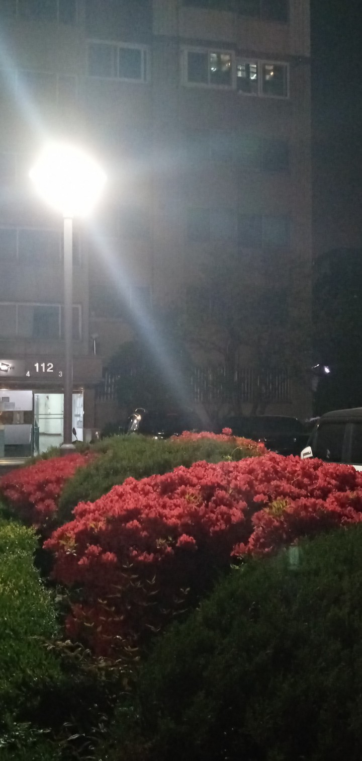 낮에 보면 곱기만 하던 꽃이