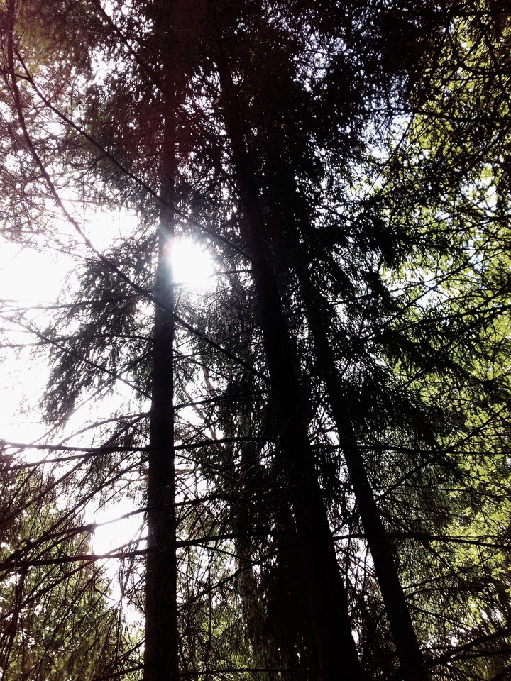 forest
