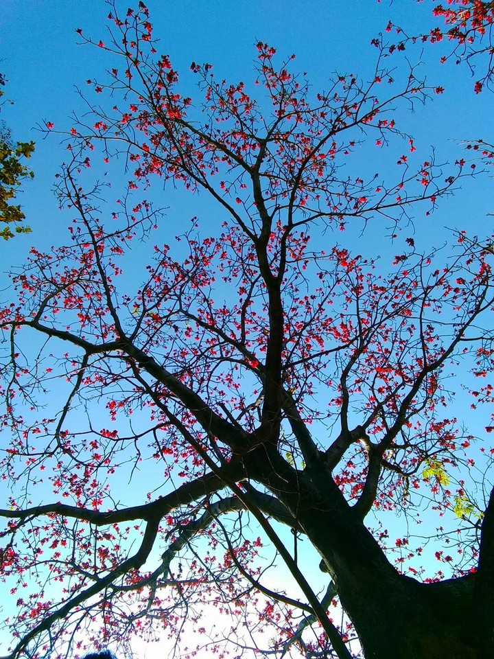 Not Cherry blossom