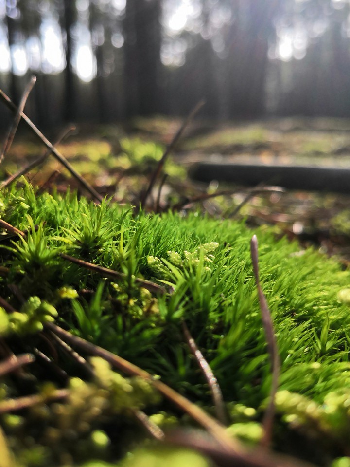 Moss in the forest