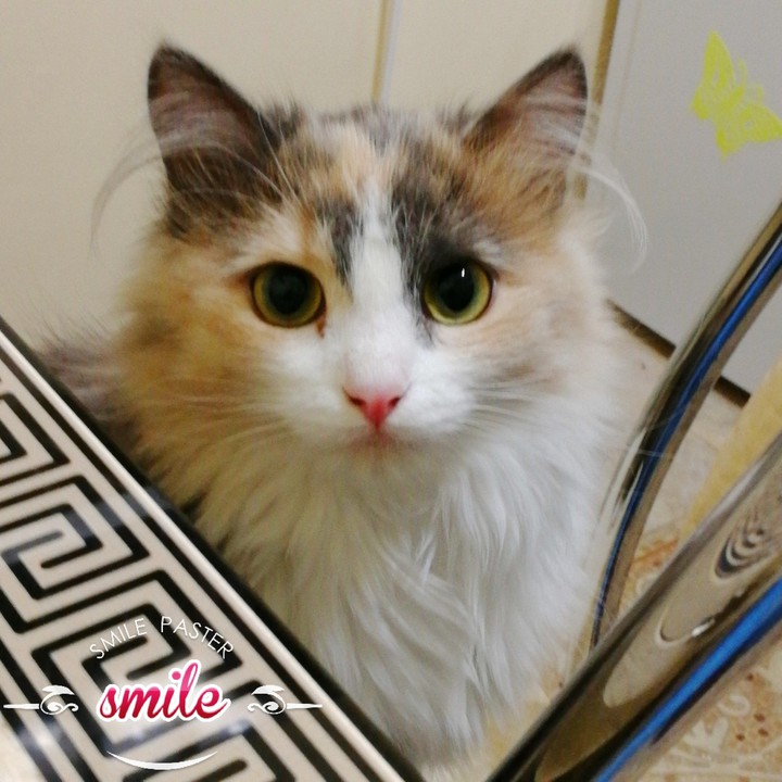 my cat Arina