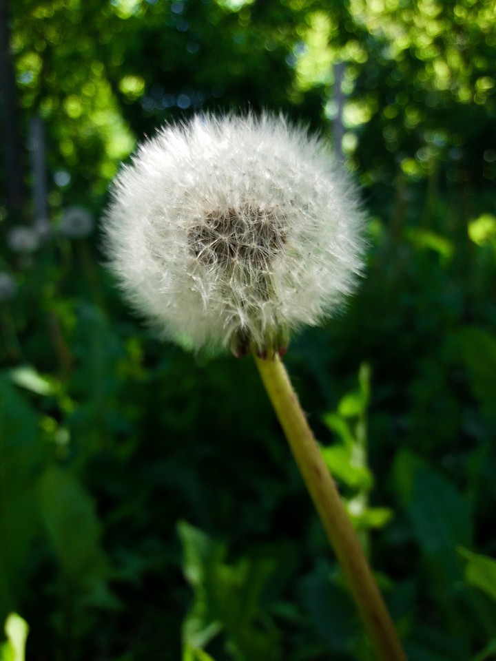 dandelion