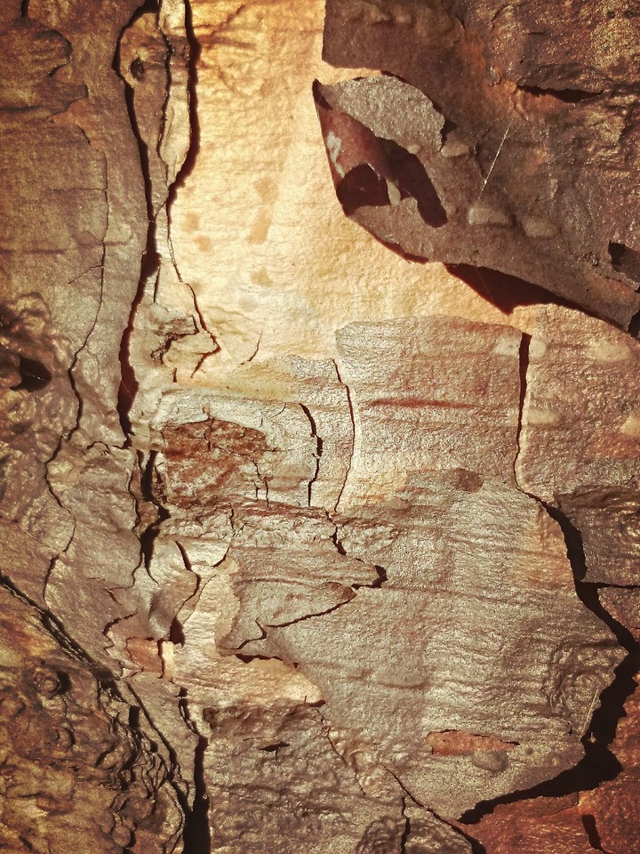 Tree's skin