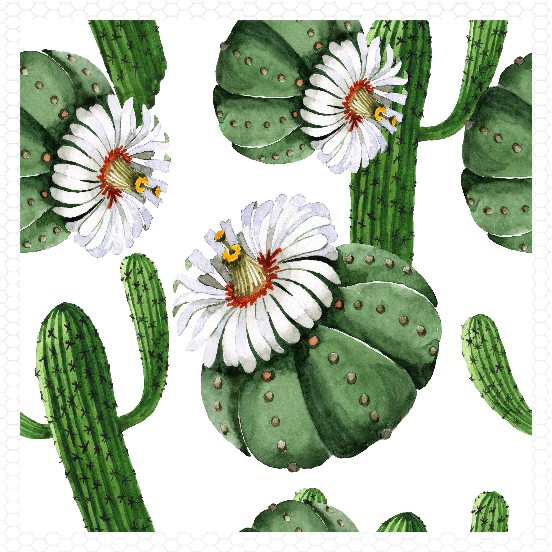 flowering cactii