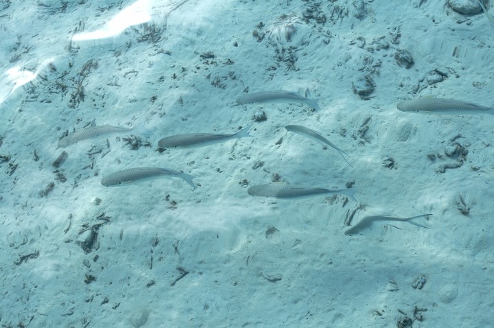 Sea