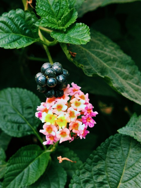 plant, flower háttérképek