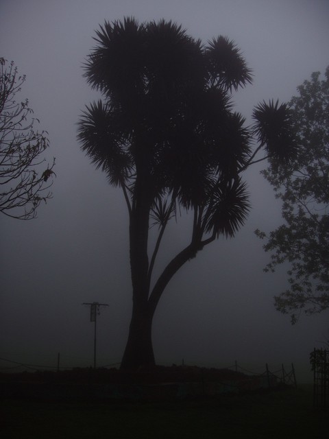 Lonely tree