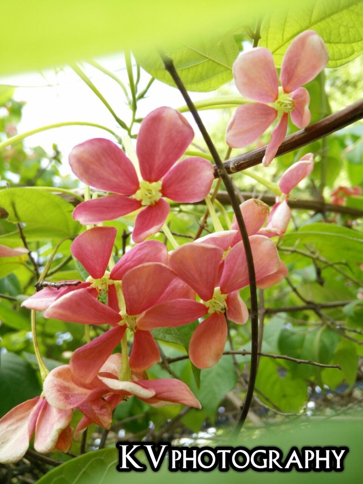 flowers of beauty
