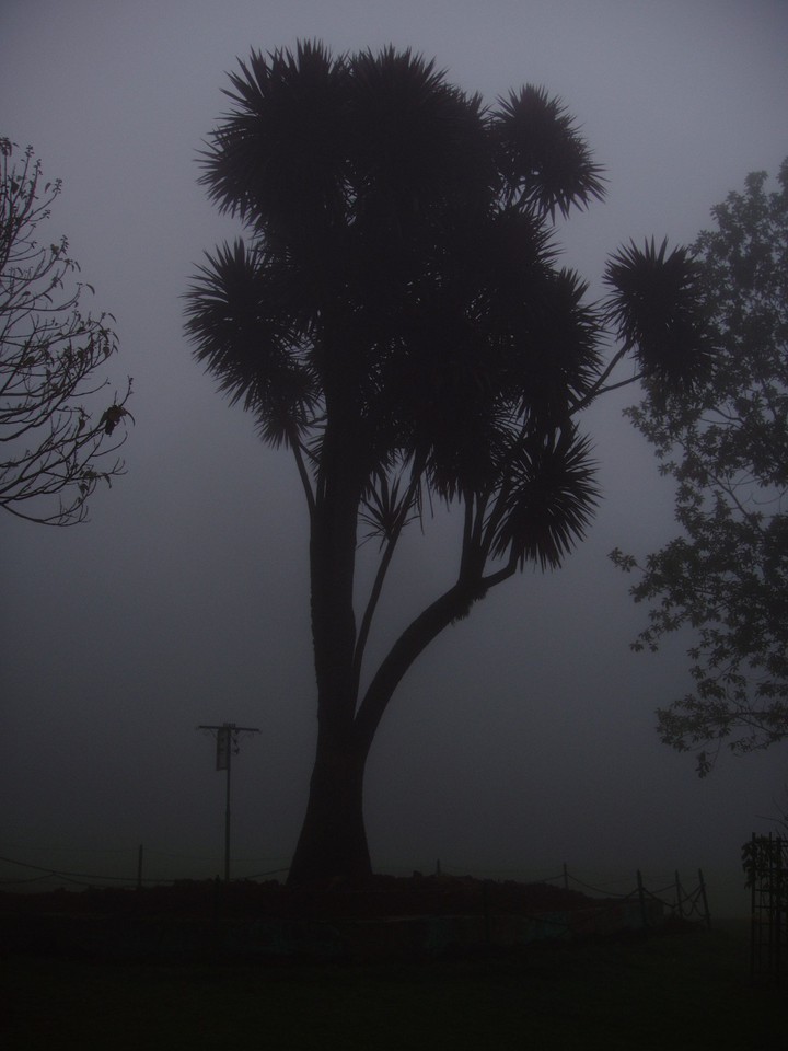 Lonely tree