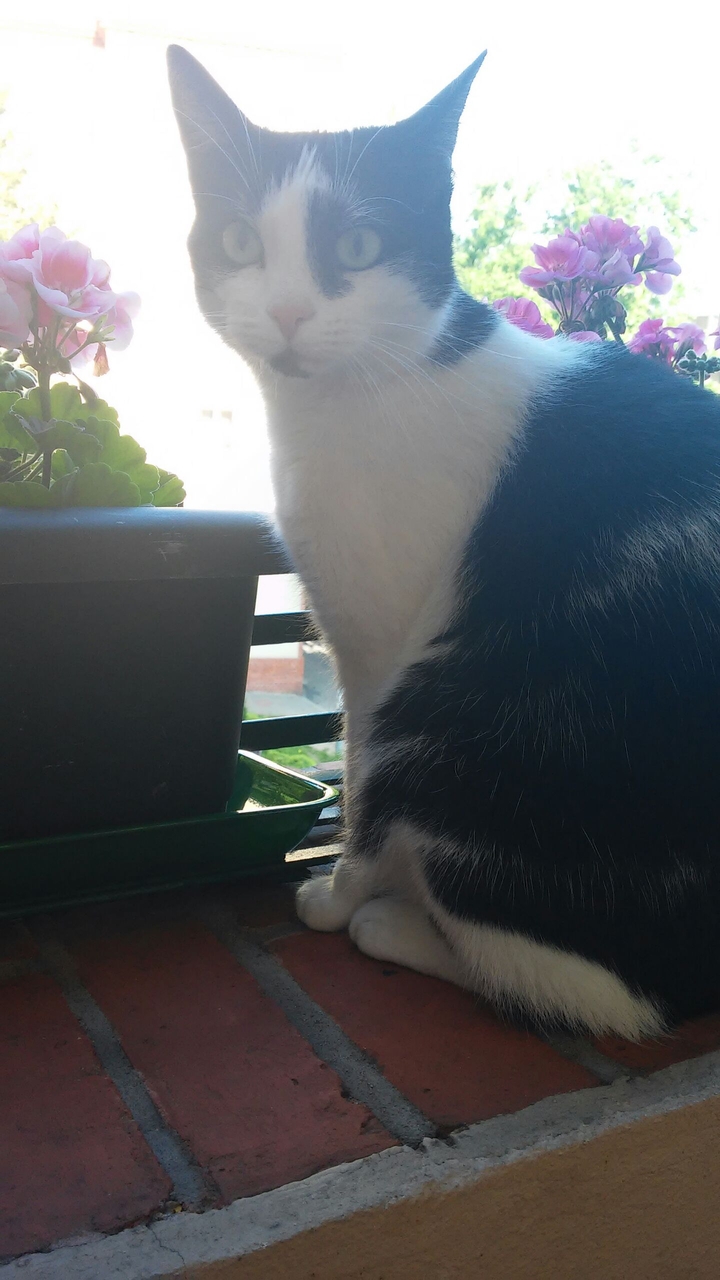 Sweet cat on the balcon ( słodki kotek na balkonie)