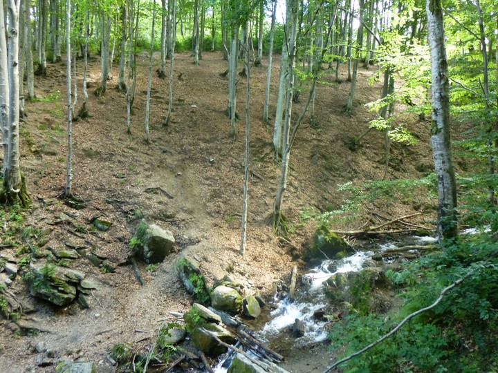 A forest near Carpathians