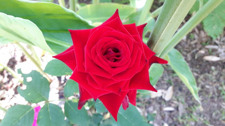 Red rose