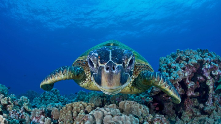 Green Sea Turtle. 