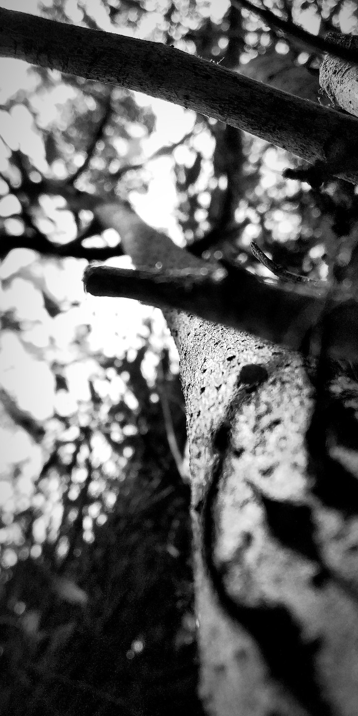 nature ?