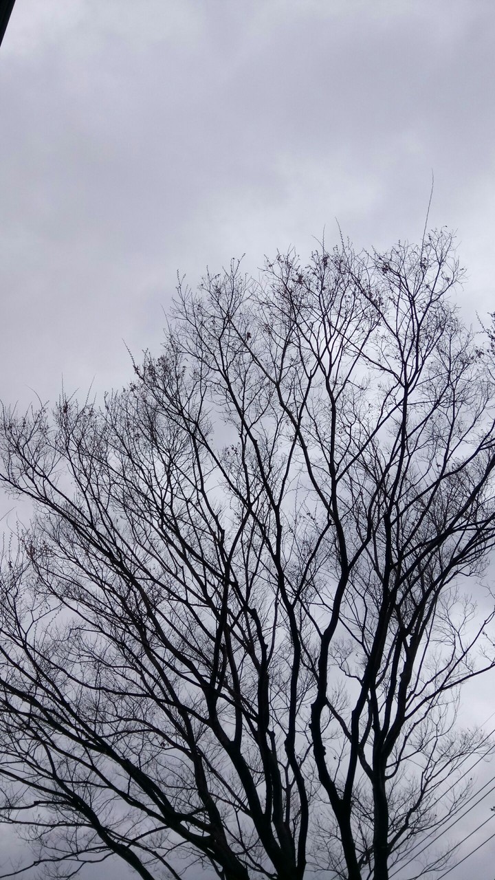 branches