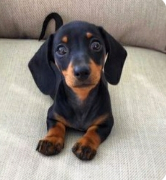 perro