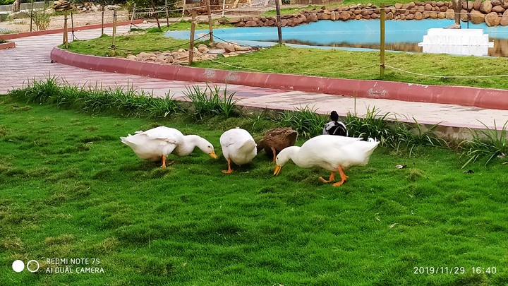 duck