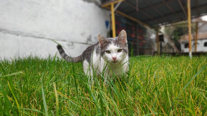 koki