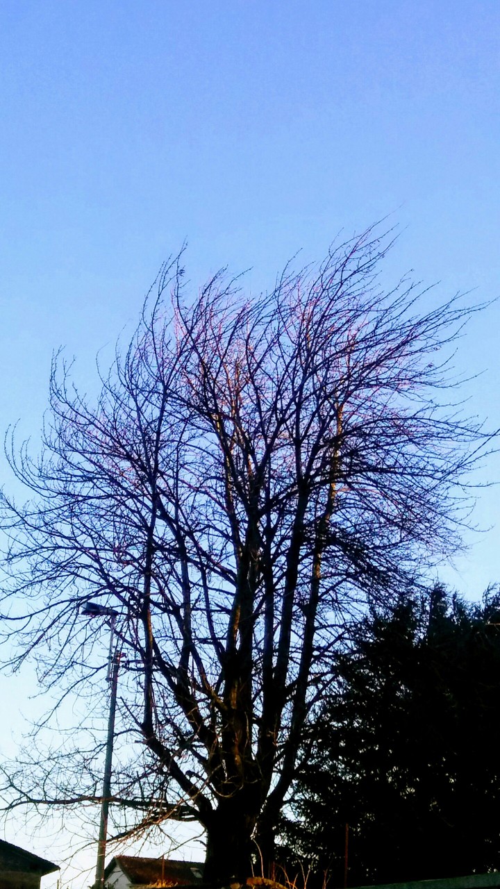 albero