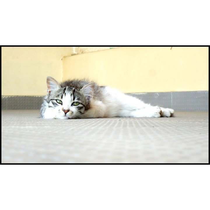 Bella the cat