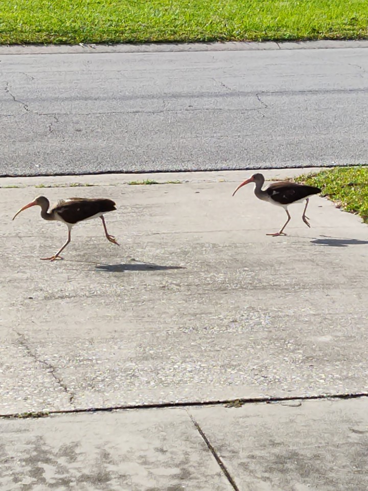 Baby Ibis