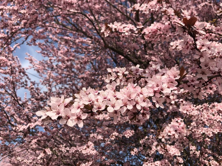 Blossom