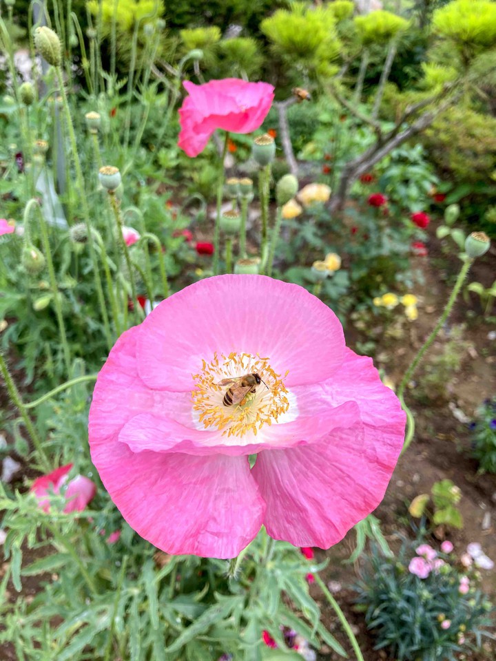 opium-poppy